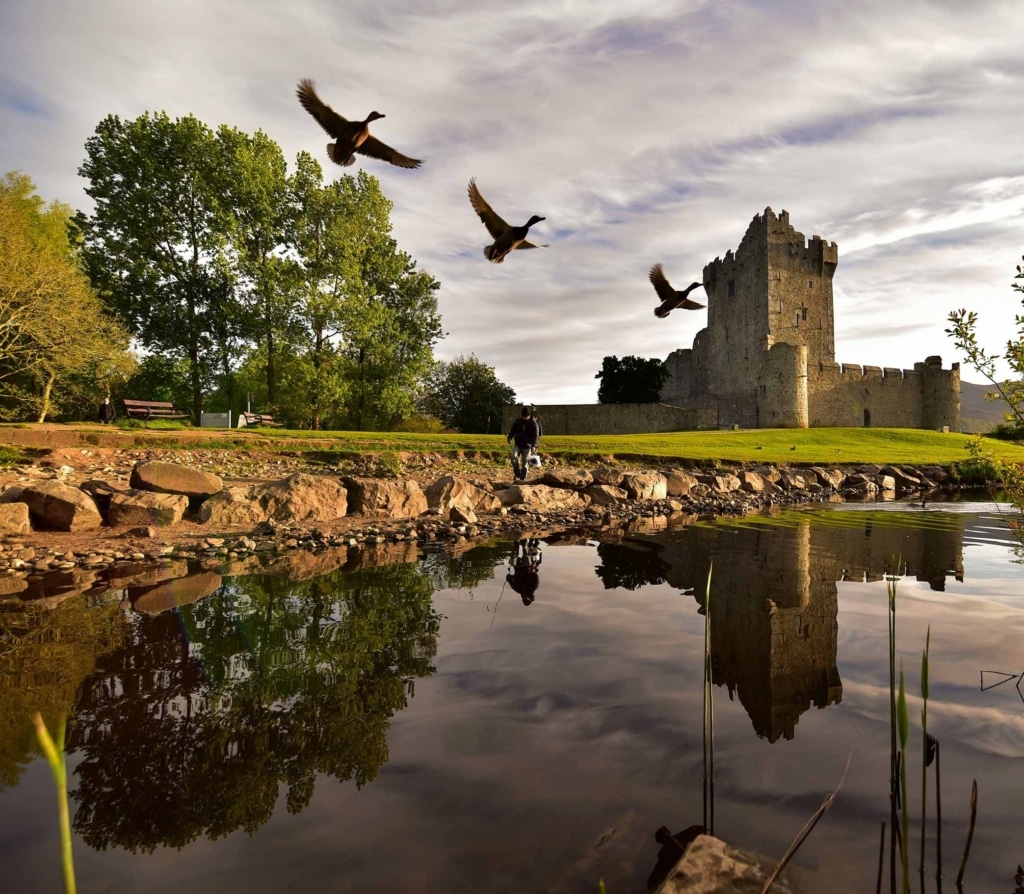 Killarney Walking Tour - castle and birds