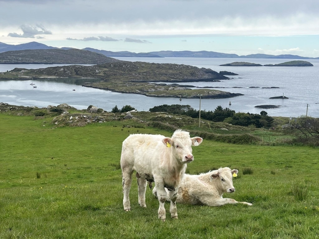Ring of Kerry Cows